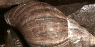 caramujos:-como-identificar-e-manter-os-perigosos-longe-de-casa