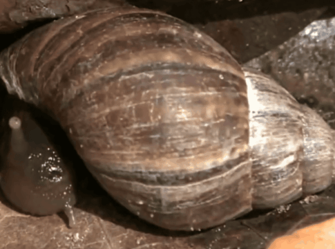 caramujos:-como-identificar-e-manter-os-perigosos-longe-de-casa