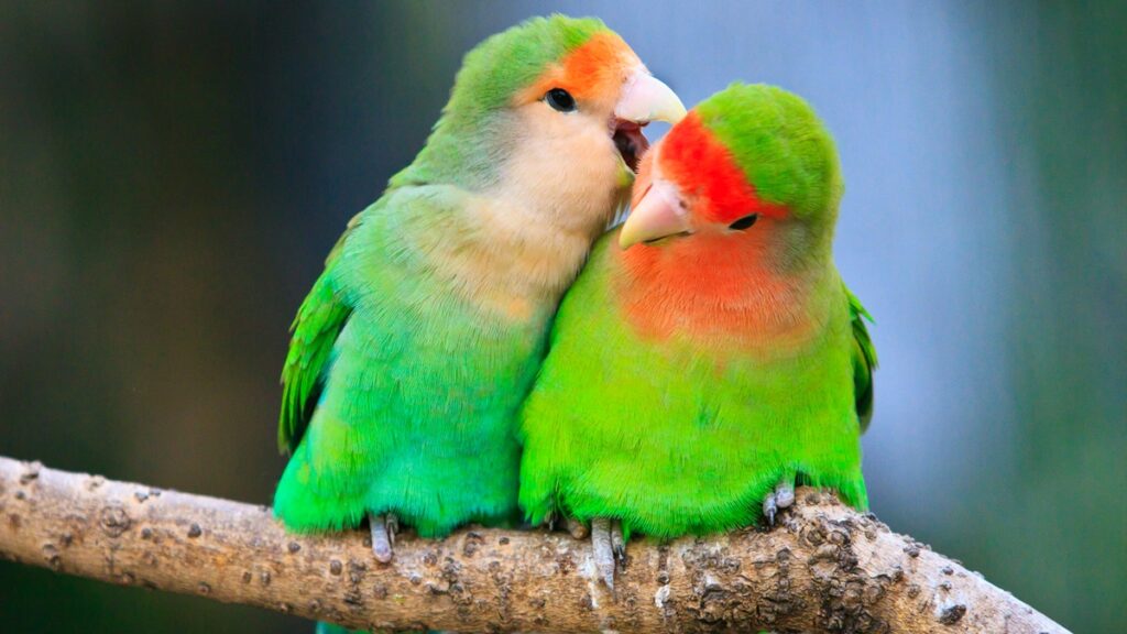 a-“teoria-dos-passaros”-e-o-que-ela-revela-sobre-seu-relacionamento