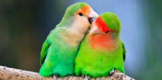 a-“teoria-dos-passaros”-e-o-que-ela-revela-sobre-seu-relacionamento