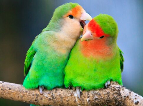 a-“teoria-dos-passaros”-e-o-que-ela-revela-sobre-seu-relacionamento