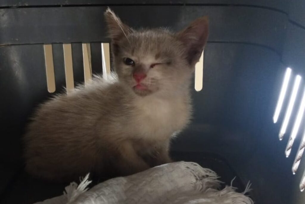 ong-de-gatos-do-df-reabre-loja-virtual-para-arrecadar-recursos