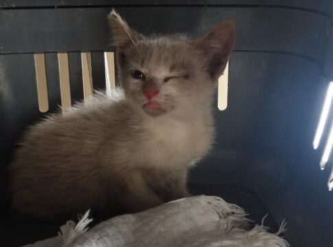 ong-de-gatos-do-df-reabre-loja-virtual-para-arrecadar-recursos