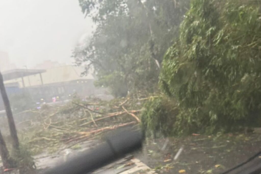 mpsp-pede-que-gestao-nunes-explique-orcamento-para-cuidar-de-arvores