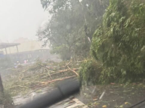 mpsp-pede-que-gestao-nunes-explique-orcamento-para-cuidar-de-arvores