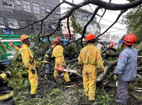 mulher-morre-em-ponto-de-onibus-ao-ser-atingida-por-queda-de-arvore