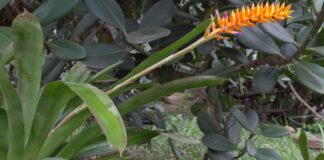 especie-nova-de-bromelia-floresce-no-jardim-botanico-do-rio