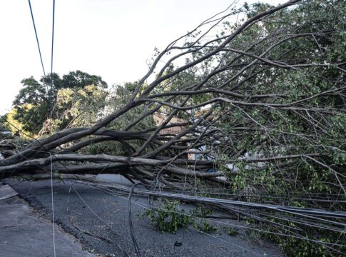 queda-de-arvore-provoca-morte-em-guarulhos,-diz-defesa-civil