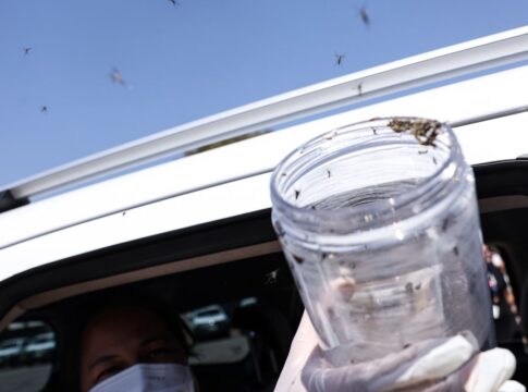 saude-libera-mosquitos-estereis-para-frear-reproducao-do-aedes