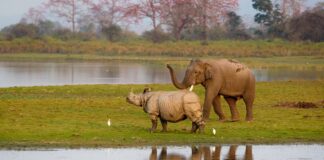 pintura-de-presas-e-chifres-ajuda-rinocerontes-e-elefantes?-entenda