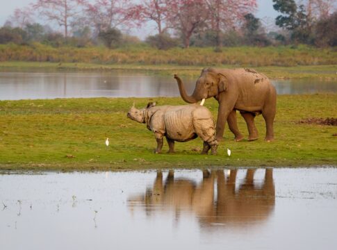 pintura-de-presas-e-chifres-ajuda-rinocerontes-e-elefantes?-entenda