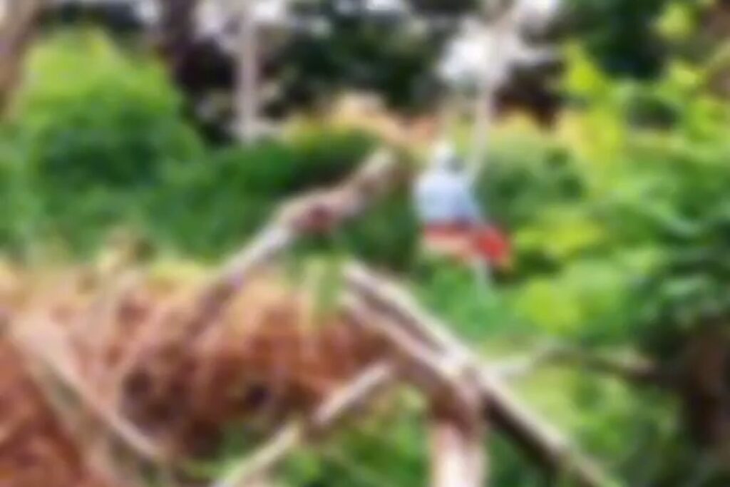 “metendo-a-vara”:-idosos-sao-flagrados-fazendo-sexo-em-area-publica