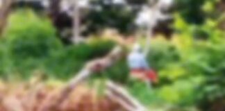 “metendo-a-vara”:-idosos-sao-flagrados-fazendo-sexo-em-area-publica