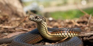 maior-cobra-do-mundo-tinha-tamanho-monstruoso-ha-12-milhoes-de-anos