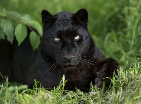 veterinario-explica-se-animais-de-pelagem-preta-sofrem-mais-no-calor