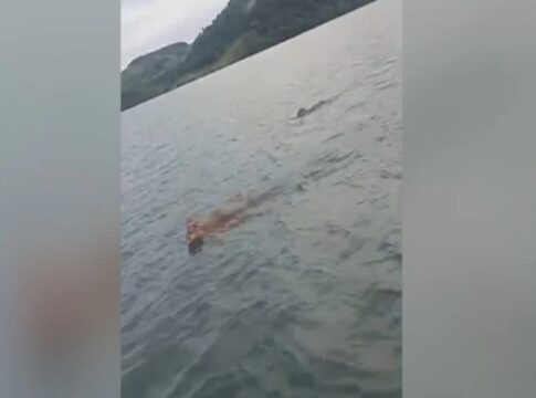 oncas-sao-flagradas-nadando-em-rio-no-parana:-“olha-o-tamanho”