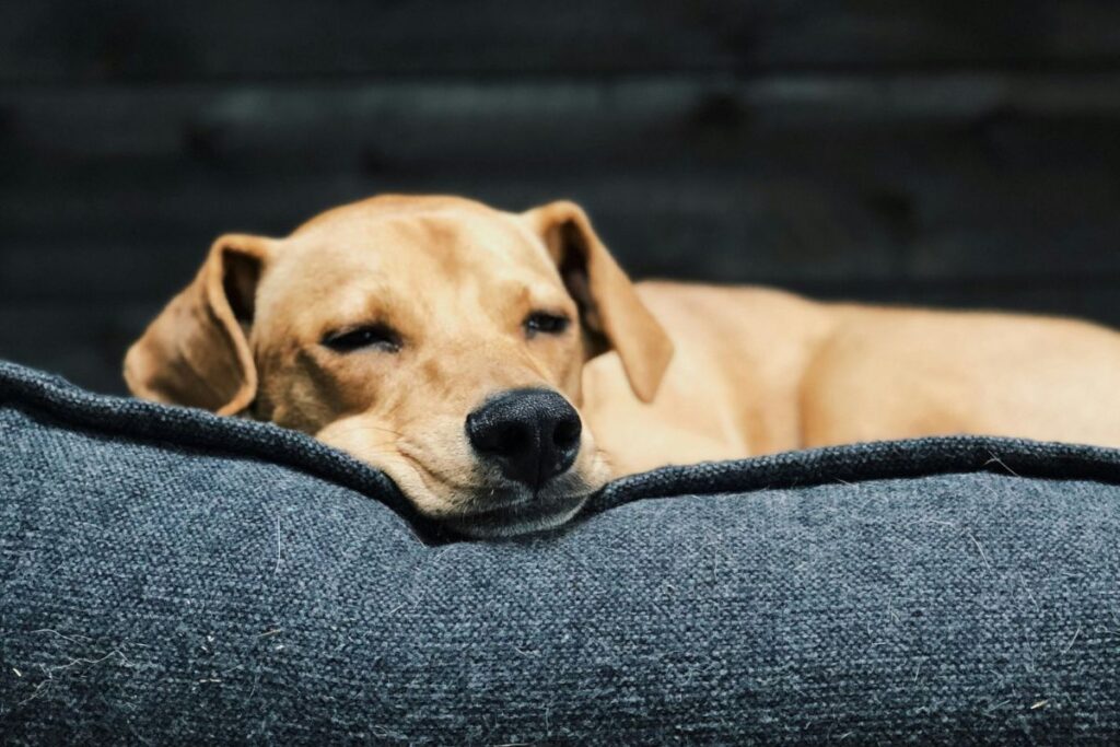 mulher-mata,-coloca-fogo-em-cachorro-de-rua-e-e-presa-no-df