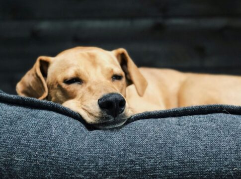 mulher-mata,-coloca-fogo-em-cachorro-de-rua-e-e-presa-no-df