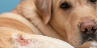 dezembro-laranja-e-pets:-como-prevenir-e-identificar-o-cancer-de-pele