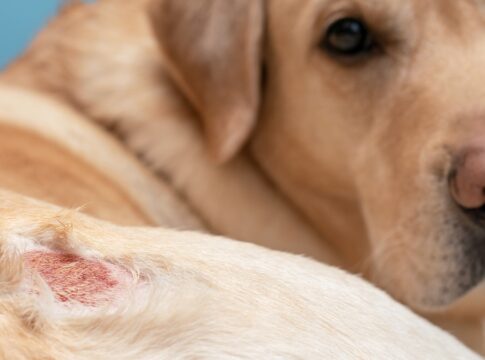 dezembro-laranja-e-pets:-como-prevenir-e-identificar-o-cancer-de-pele