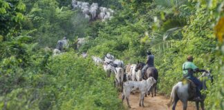vaqueiro-contratado-pelo-ibama-e-morto-em-terra-indigena-no-para