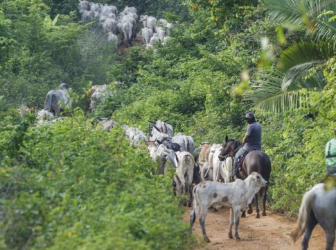 vaqueiro-contratado-pelo-ibama-e-morto-em-terra-indigena-no-para