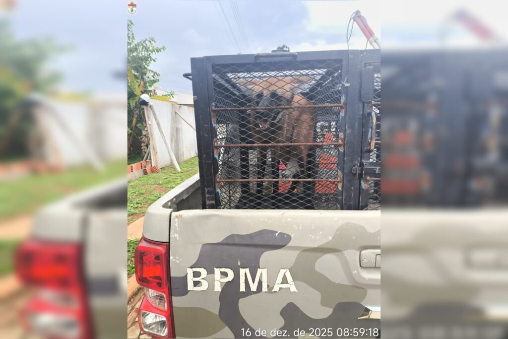 lobo-guara-e-resgatado-em-lavanderia-de-casa-em-area-nobre-do-df