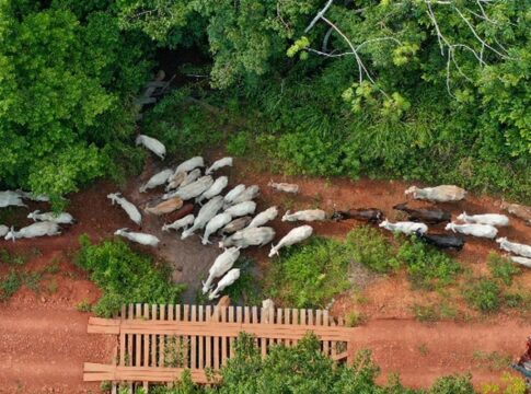 funai-solicita-apoio-da-pf-para-investigar-emboscada-no-para