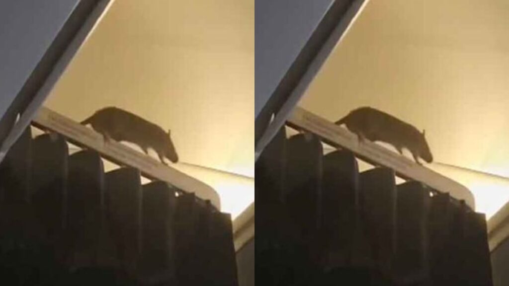 ratatouille-do-terror:-ratazana-gera-panico-por-36-horas-em-aviao