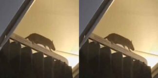 ratatouille-do-terror:-ratazana-gera-panico-por-36-horas-em-aviao