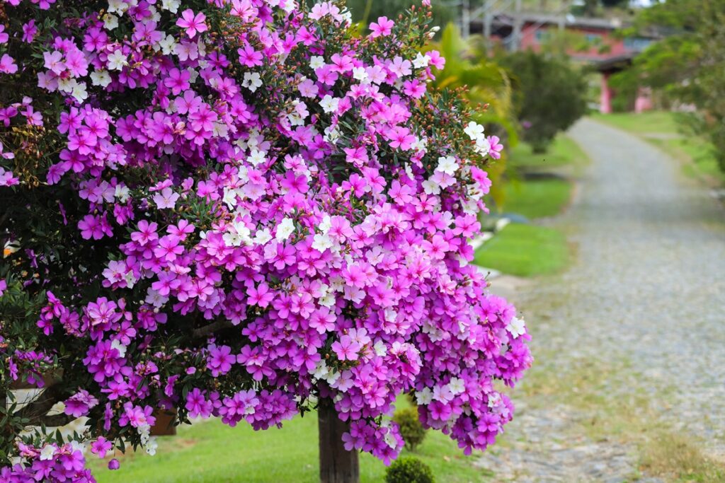 planta-com-flores-vibrantes-e-ideal-para-jardins-pequenos-ou-calcadas