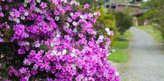 planta-com-flores-vibrantes-e-ideal-para-jardins-pequenos-ou-calcadas