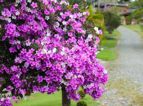 planta-com-flores-vibrantes-e-ideal-para-jardins-pequenos-ou-calcadas