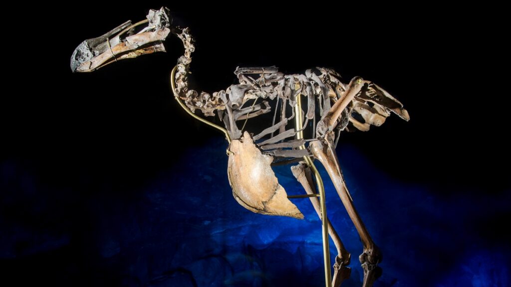 com-300-anos-de-extincao,-ave-historica-pode-ser-recriada-pela-ciencia