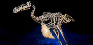 com-300-anos-de-extincao,-ave-historica-pode-ser-recriada-pela-ciencia