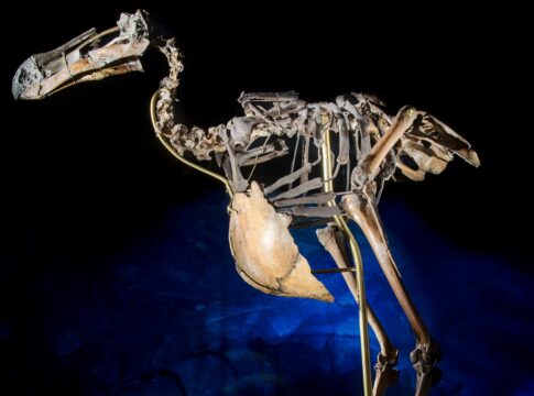 com-300-anos-de-extincao,-ave-historica-pode-ser-recriada-pela-ciencia