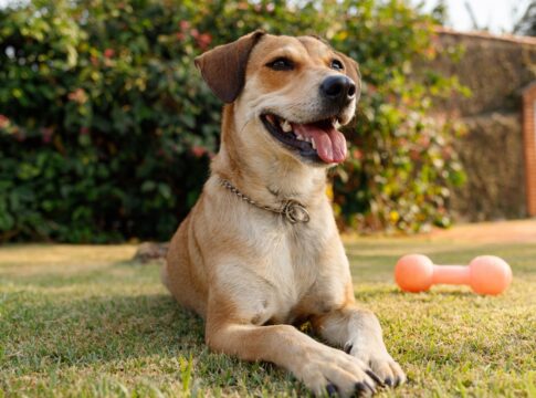alesp:-“vira-lata-caramelo”-vira-expressao-de-interesse-cultural