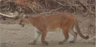 visita-inesperada:-onca-parda-e-vista-caminhando-ao-redor-de-casas