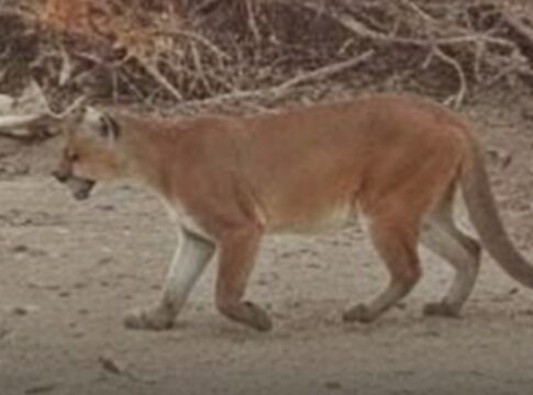 visita-inesperada:-onca-parda-e-vista-caminhando-ao-redor-de-casas
