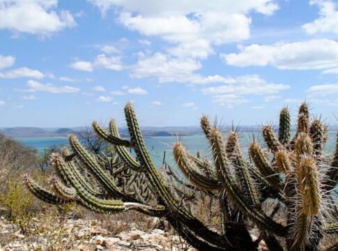ameacada-de-desertificacao,-caatinga-tera-area-recuperada