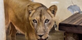 zoo-onde-jovem-foi-morto-por-leoa-reabre-com-novas-regras-e-cameras-com-ia