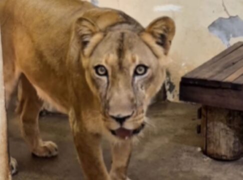 zoo-onde-jovem-foi-morto-por-leoa-reabre-com-novas-regras-e-cameras-com-ia