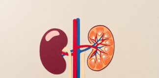 medica-explica-como-o-alcool-pode-prejudicar-os-rins-no-fim-de-ano