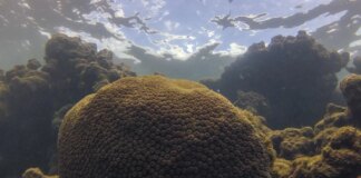 el-nino-afeta-ecossistema-marinho-no-oceano-atlantico,-diz-estudo