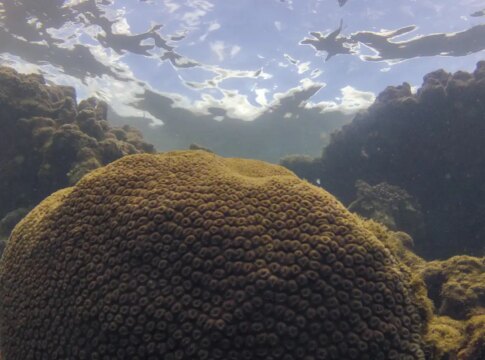 el-nino-afeta-ecossistema-marinho-no-oceano-atlantico,-diz-estudo