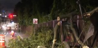 prefeitura-investiga-morte-de-funcionario-que-cortava-arvore-em-sp