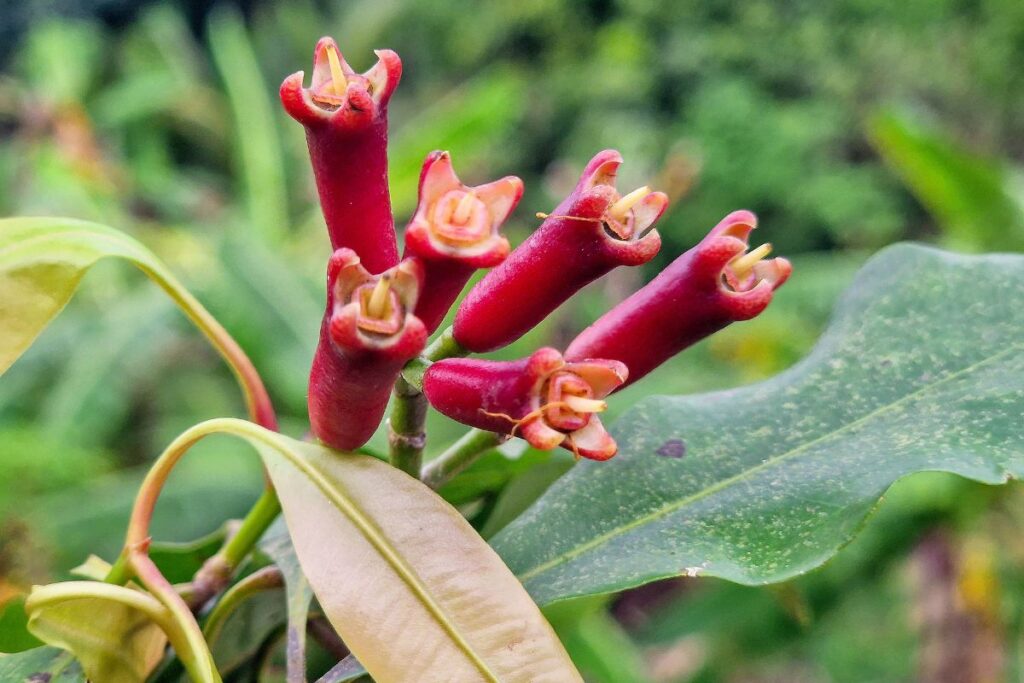 cravo-da-india:-aprenda-a-cultivar-a-especiaria-poderosa-para-a-saude