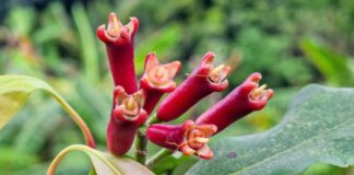 cravo-da-india:-aprenda-a-cultivar-a-especiaria-poderosa-para-a-saude
