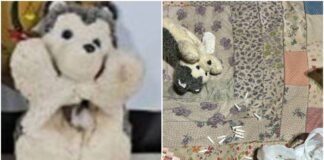 bom-dia-pcdf:-casal-de-traficantes-usou-urso-de-pelucia-para-ocultar-po