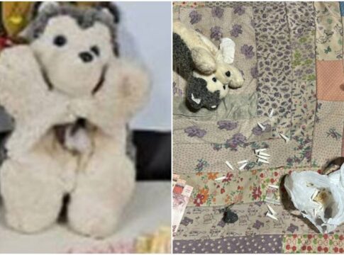 bom-dia-pcdf:-casal-de-traficantes-usou-urso-de-pelucia-para-ocultar-po